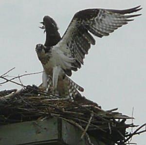Osprey young just outside Belwood Lake Park entrance
