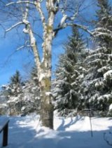 Winter in Fergus, Ontario, Canada